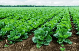 木醋液現(xiàn)市場價(jià)一噸賣多少錢